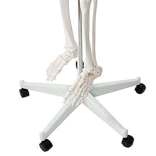 Schelet uman anatomic 180 cm idealSTORE, marime naturala 1:1 cu suport metalic si roti