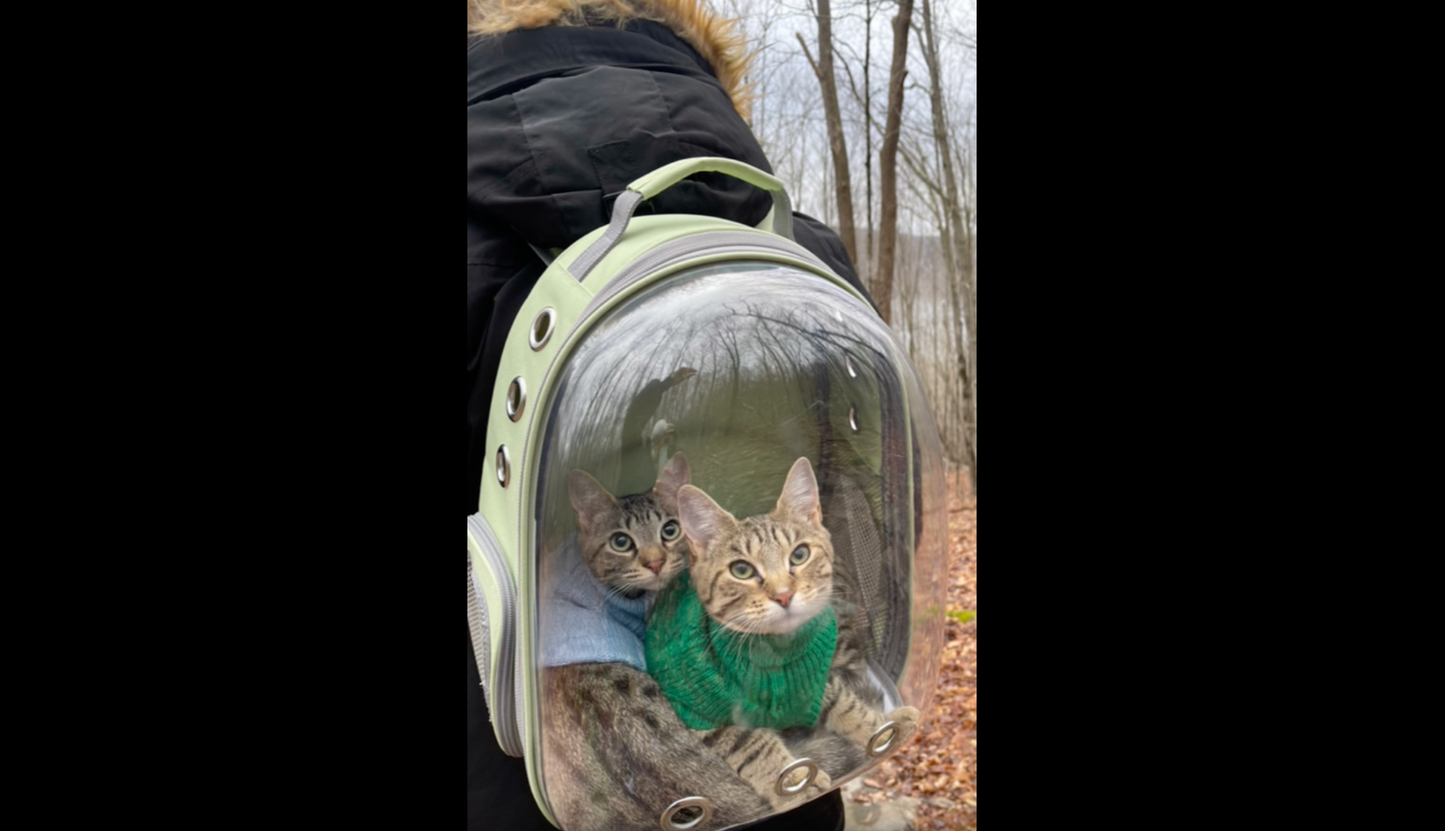 Rucsac idealSTORE Pentru Transport Animale Talie Mica, Dimensiuni 41 x 35 x 24 cm, 9 Orificii Mari de Ventilatie, Impermeabil, Geam Transparent, Maner si Curele pentru Transport, Durabil si Usor de Curatat, Sarcina 10 Kg