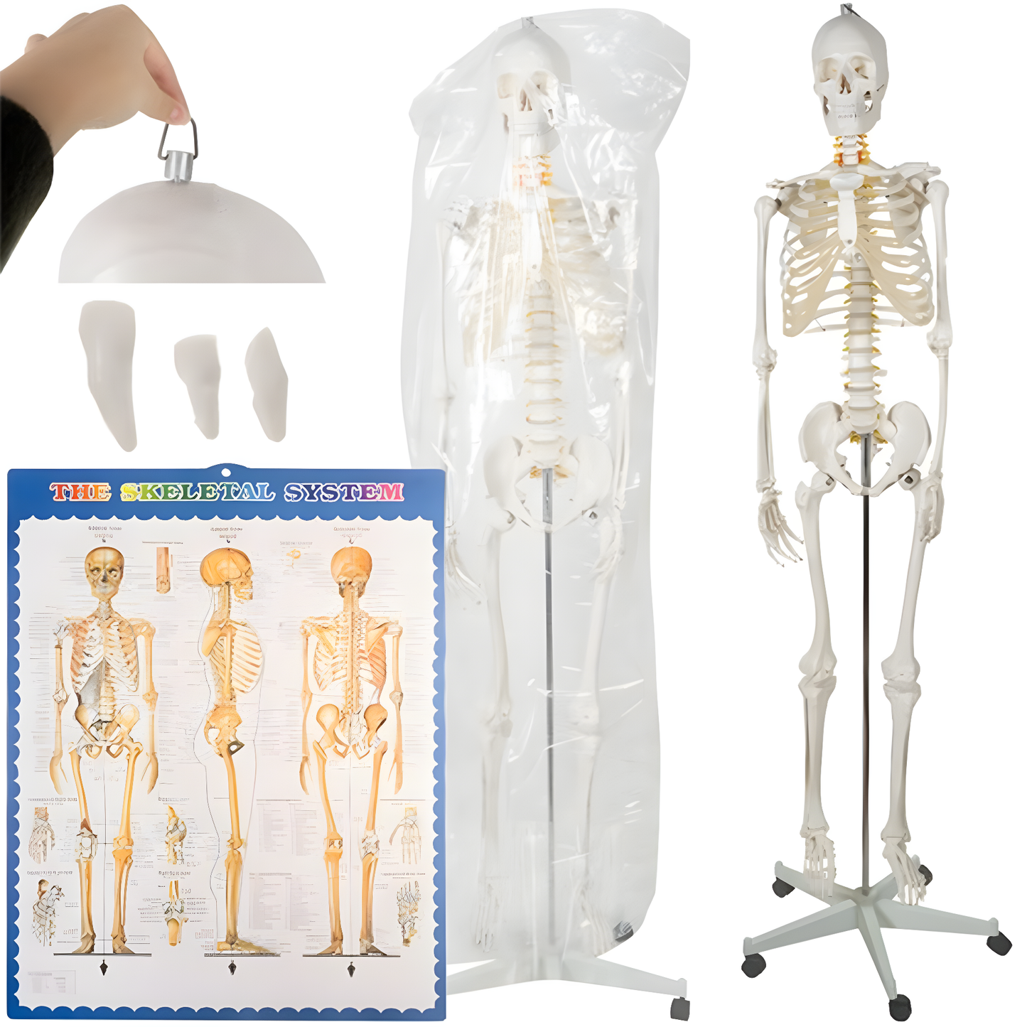 Schelet uman anatomic 180 cm idealSTORE, marime naturala 1:1 cu suport metalic si roti