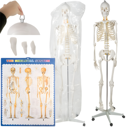 Schelet uman anatomic 180 cm idealSTORE, marime naturala 1:1 cu suport metalic si roti