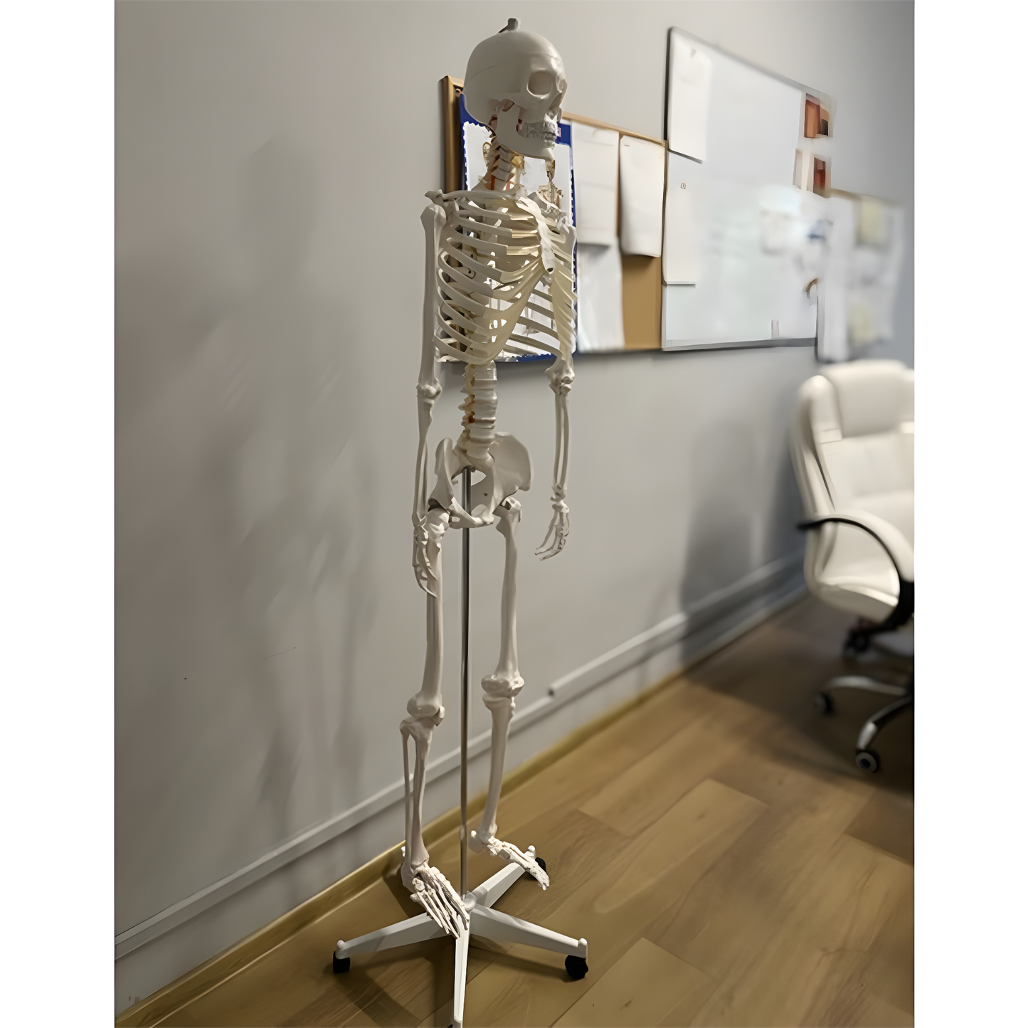 Schelet uman anatomic 180 cm idealSTORE, marime naturala 1:1 cu suport metalic si roti