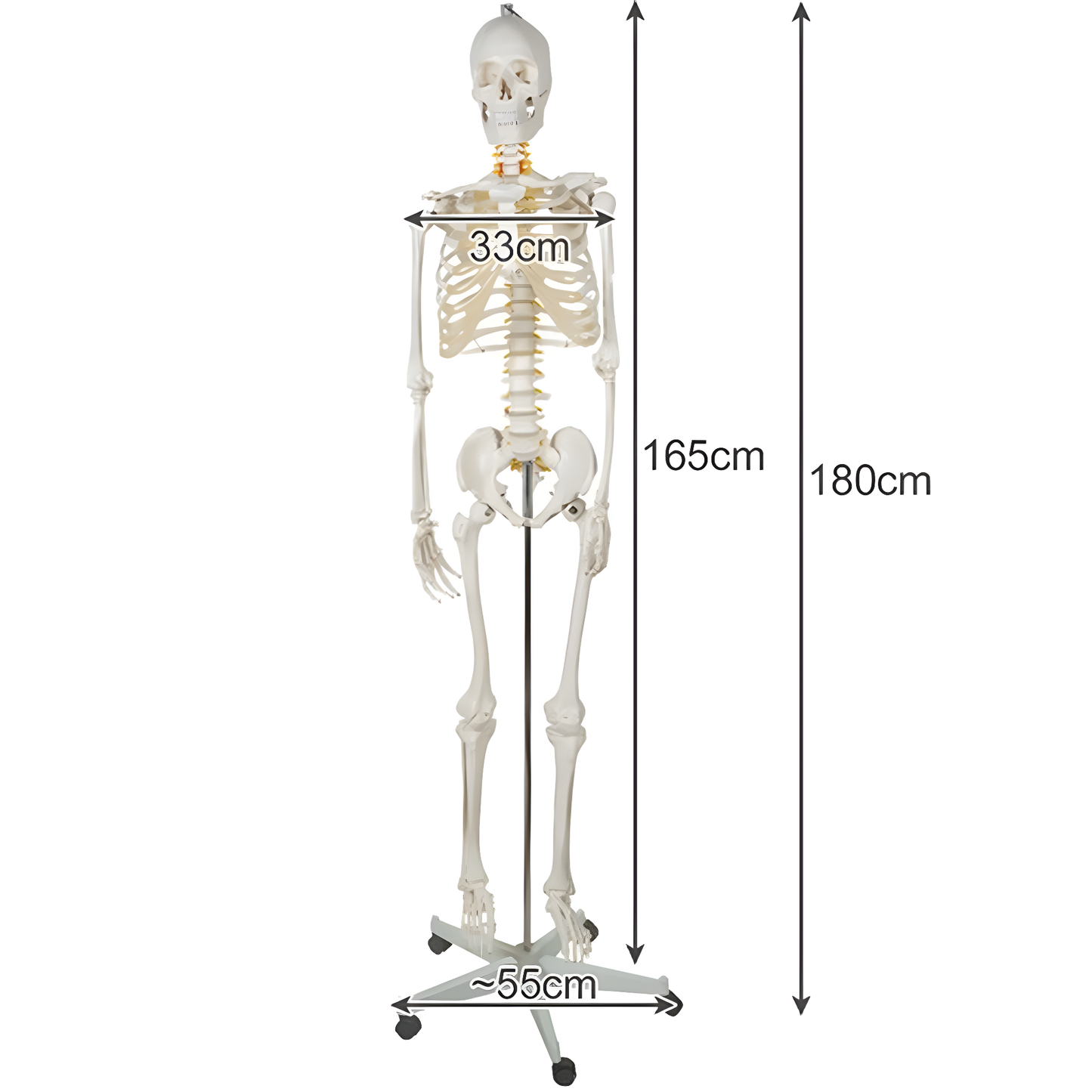 Schelet uman anatomic 180 cm idealSTORE, marime naturala 1:1 cu suport metalic si roti