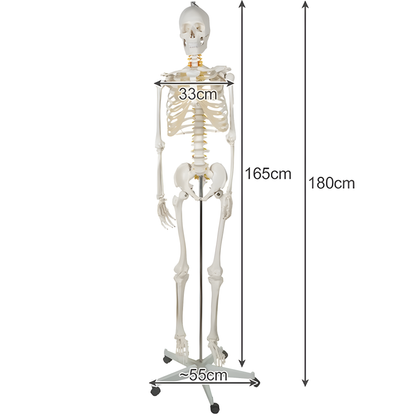 Schelet uman anatomic 180 cm idealSTORE, marime naturala 1:1 cu suport metalic si roti