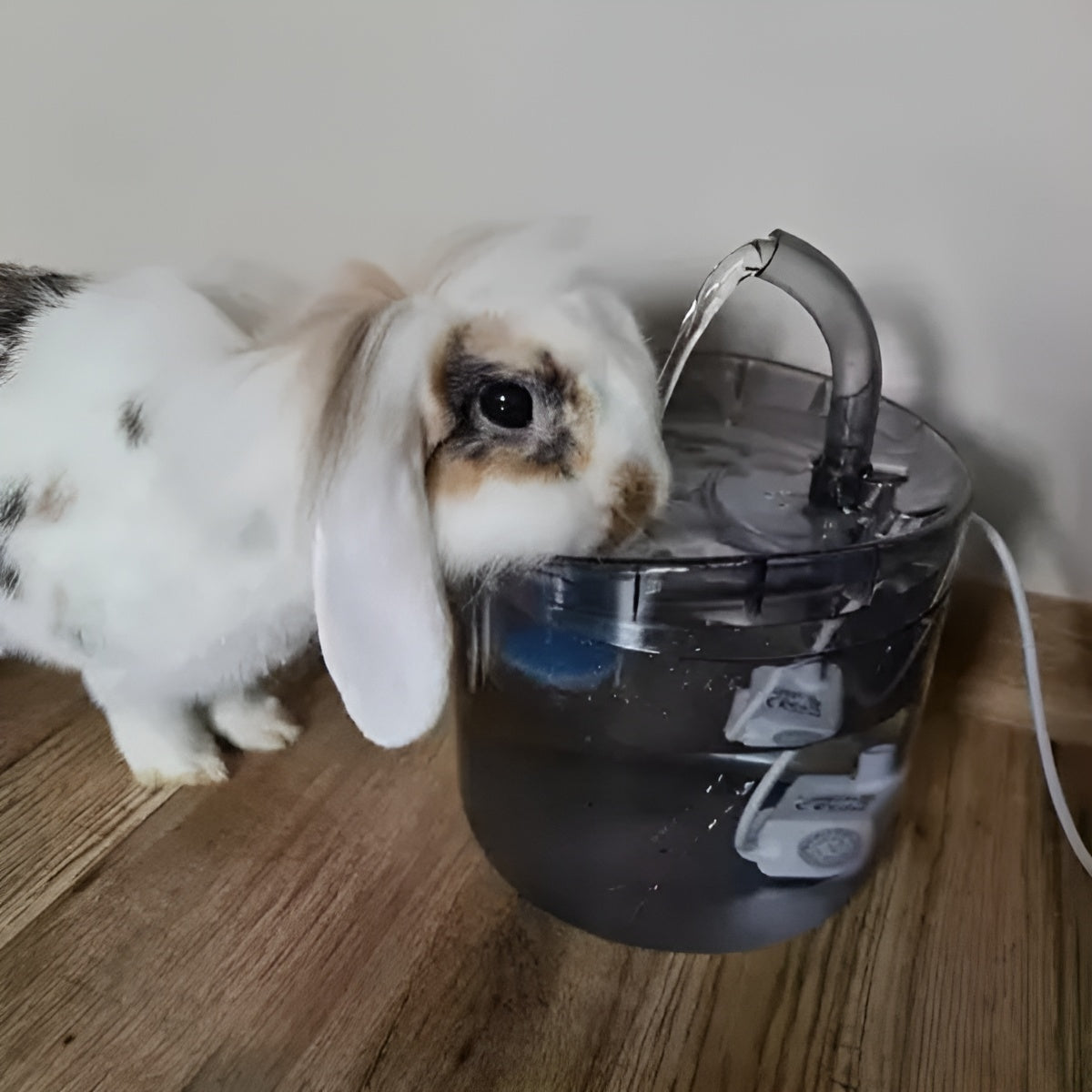 Adapator si Fantana pentru Animale 2in1 IdealStore, Dimensiune 16,5 x 22 cm, Capacitate 2l, Filtru cu 3 Straturi, Curatare Usoara, Transparent