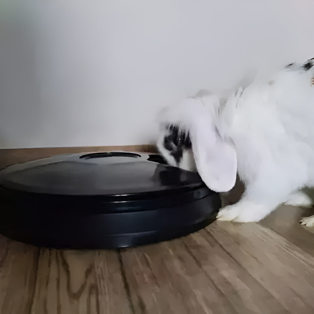 Dispenser Automat Pentru Hrana Animalelor IdealStore, Display LED, Timer, Semnal Sonor, 6 Compartimente, Capacitate 150 ml, Dimensiune 30x30x6cm, Culoare Negru