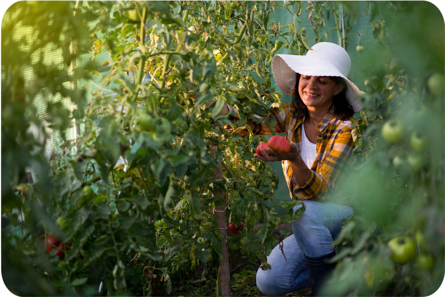 Sera Tunel idealSTORE 18 m, Cadru din Otel, 6 ferestre pe fiecare Latura, Plasa Anti Daunatori, 2 Usi, Deschidere cu Fermoar, Folie PE 140 g/m2 rezistenta la UV, Dimensiuni 600x300x200 cm, Snur sisal Gratuit