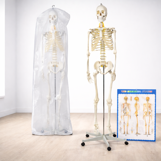 Schelet uman anatomic 180 cm idealSTORE, marime naturala 1:1 cu suport metalic si roti