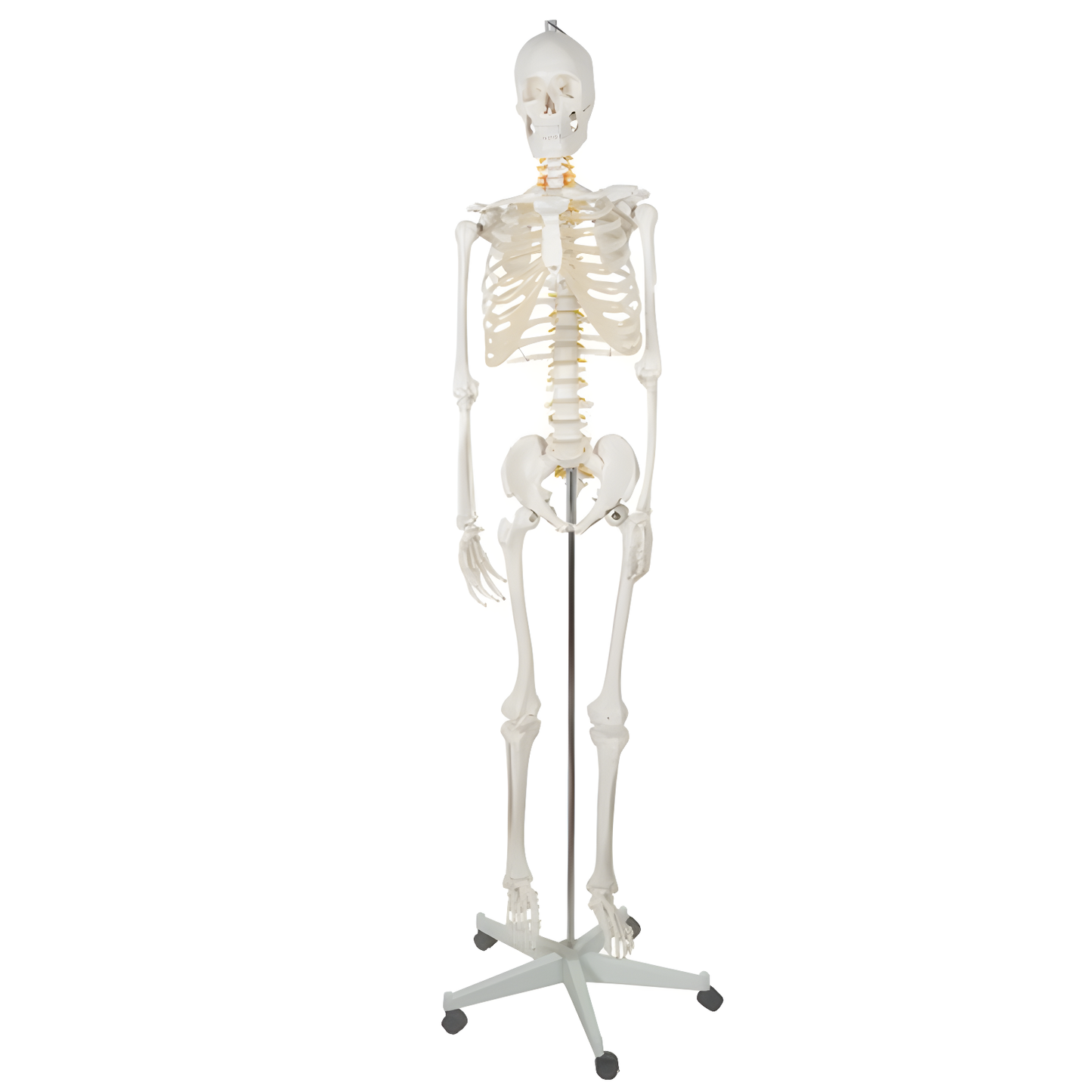 Schelet uman anatomic 180 cm idealSTORE, marime naturala 1:1 cu suport metalic si roti